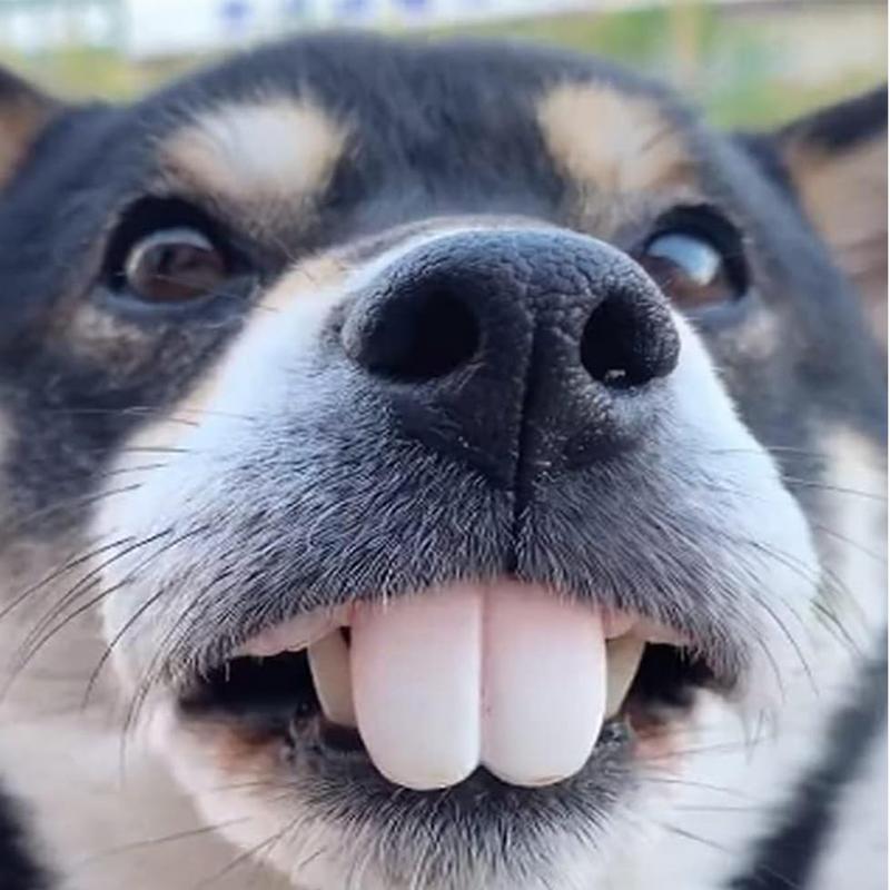 Домашнее животное CorgiDog, иг – обзор и цена 3D Printing Tooth