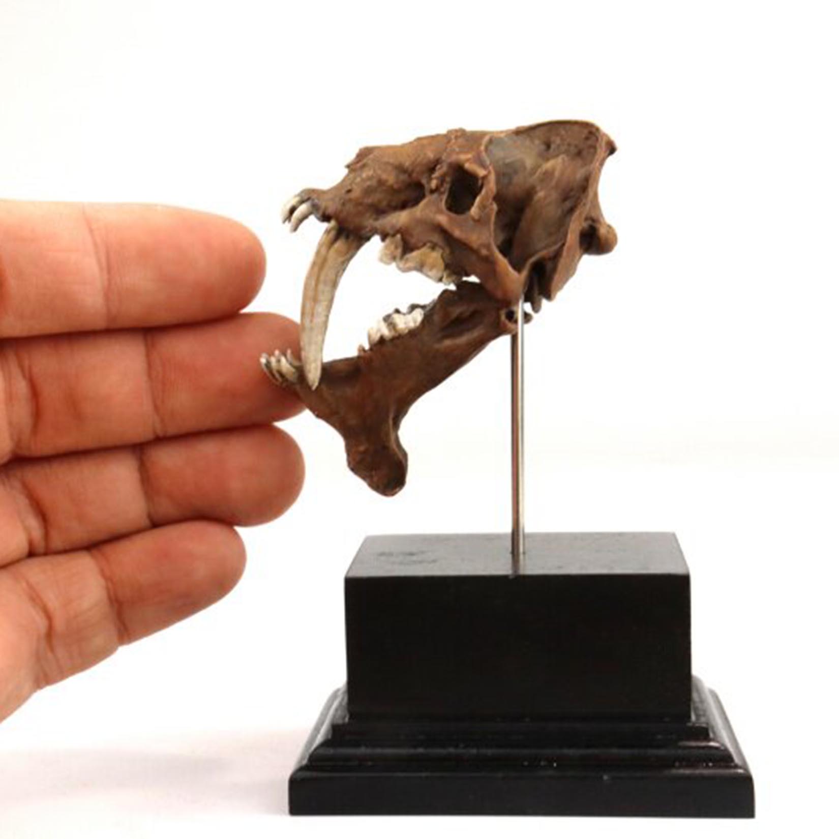 Модель черепа смилодона, 3D-пе – обзор и цена 3D Printing Tooth