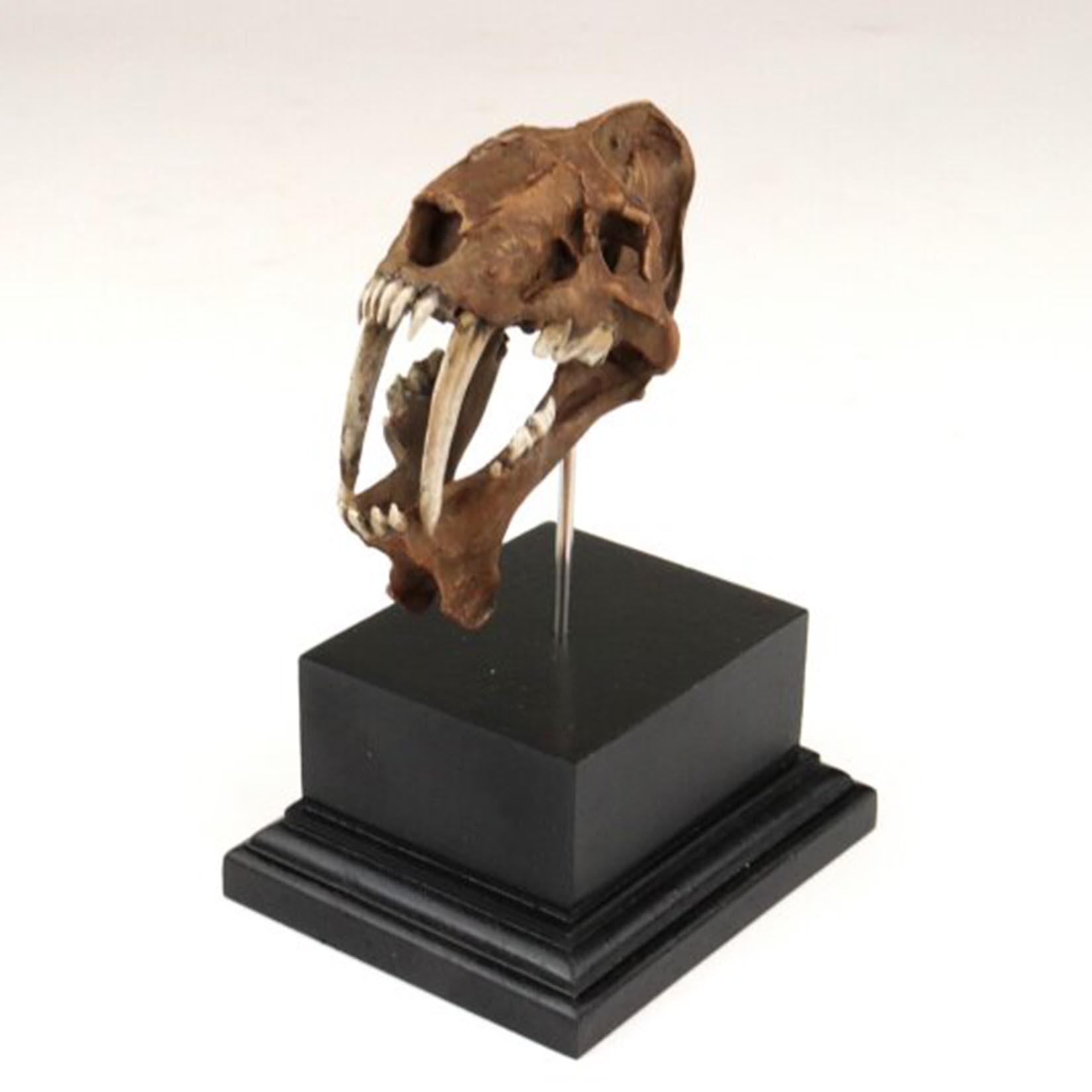 Модель черепа смилодона, 3D-пе – обзор и цена 3D Printing Tooth